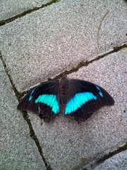 Archaeoprepona demophon