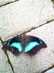 Archaeoprepona demophon