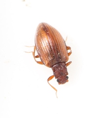 Stephostethus lardarius