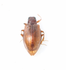 Stephostethus lardarius