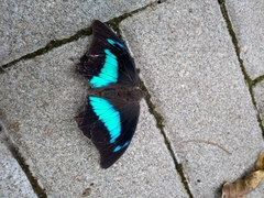 Archaeoprepona demophon