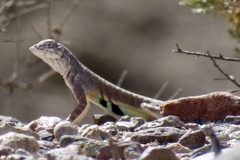 Callisaurus draconoides ventralis