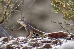Callisaurus draconoides ventralis