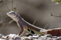 Callisaurus draconoides ventralis