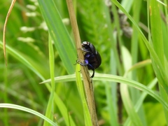 Trypocopris vernalis