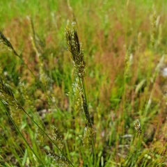 Anthoxanthum odoratum odoratum
