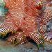 Candycane Sea Cucumber - Photo (c) Jan Messersmith, some rights reserved (CC BY-NC-ND)