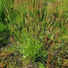 Anthoxanthum odoratum odoratum