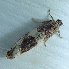 Pseudosciaphila duplex