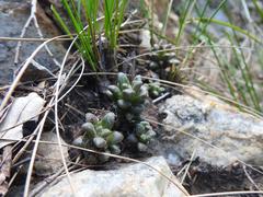 Anacampseros subnuda subnuda