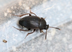Apocatops nigrita