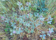 Trifolium macraei