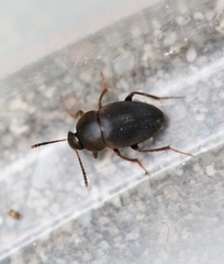 Apocatops nigrita