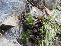 Anacampseros subnuda subnuda