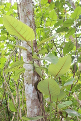 Ficus trichopoda