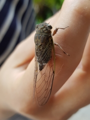 Diceroprocta bicolora