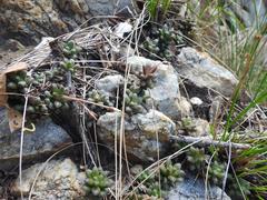 Anacampseros subnuda subnuda