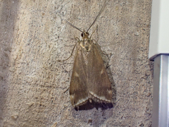 Loxostege munroealis