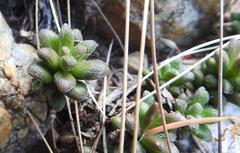 Anacampseros subnuda subnuda