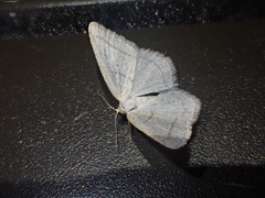 Protitame subalbaria