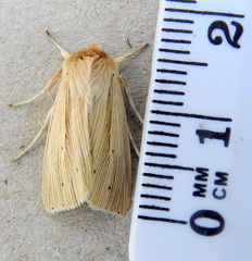 Mythimna oxygala