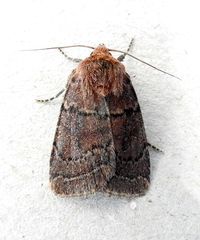 Orthodes cynica