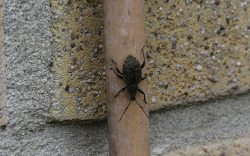 Black Vine Weevil, Hoorn, Nederland, photo 9 of 10