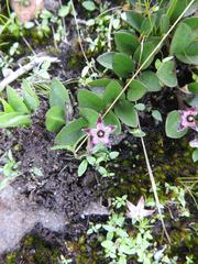 Brachystelma bruceae hirsutum