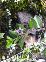 Brachystelma bruceae hirsutum