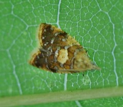 Pseudargyrotoza conwagana