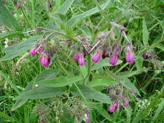 Symphytum × uplandicum