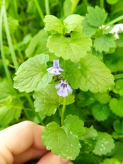 Glechoma hederacea