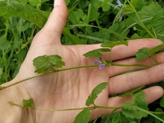 Glechoma hederacea