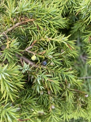 Juniperus communis