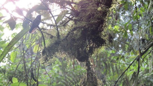 Merida Sunangel (Heliangelus spencei), photo 4