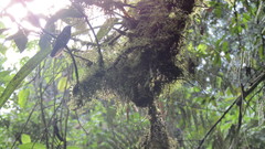 Heliangelus spencei