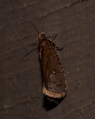 Cryptaspasma sordida
