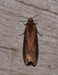 Cryptaspasma sordida
