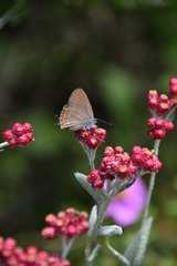 Satyrium ilicis