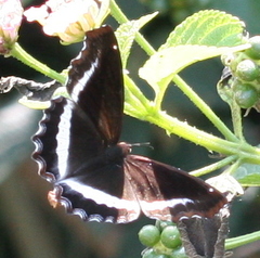 Eurytela hiarbas