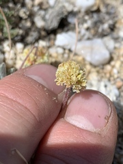 Eriogonum kingii