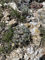 Eriogonum kingii