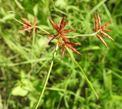 Cyperus fulgens