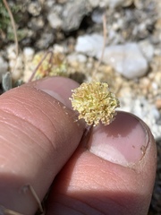 Eriogonum kingii