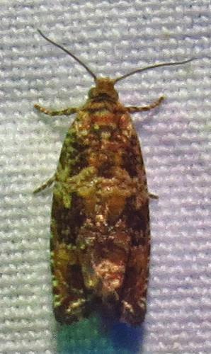 Celypha Moth photo 5