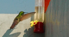 Saucerottia beryllina