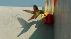 Saucerottia beryllina