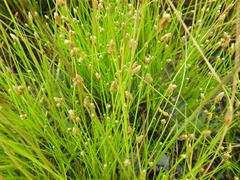 Isolepis inyangensis