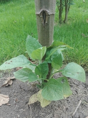 Smallanthus pyramidalis