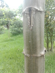 Smallanthus pyramidalis